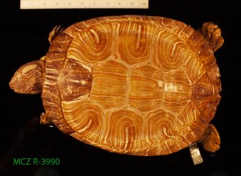 Media type: image;   Herpetology R-3990 Description: Specimen photo;  Aspect: whole body dorsal